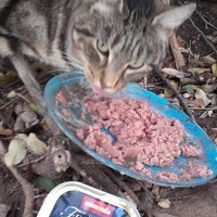 photo de livraison pour Les Chats-Pitresdelavi-Ste