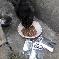photo de livraison pour Les Chats Libres de la Canterrane