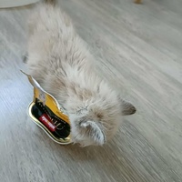 photo de livraison pour Les Pattes de l'Espoir 