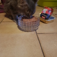 photo de livraison pour Des Cœurs pour les Pattes du 93