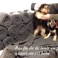 photo de livraison pour Une Truffe et des Pattes