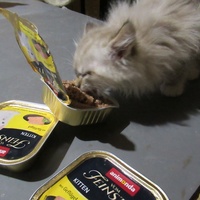 photo de livraison pour Jardin des Chats