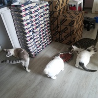 photo de livraison pour Boule de Poils