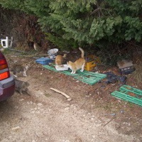 photo de livraison pour Leschatsmartinois
