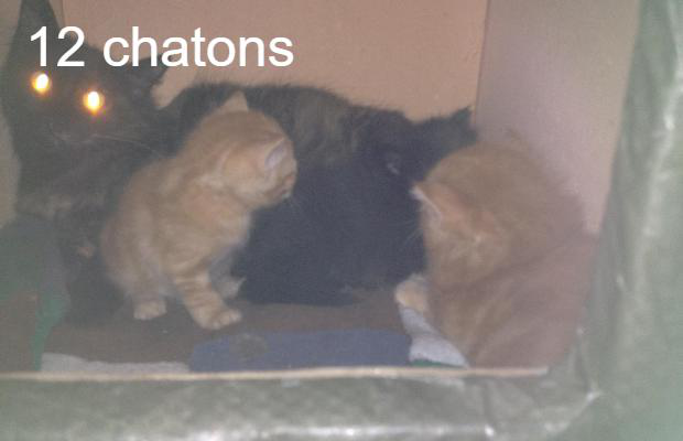 photo association