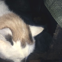 photo de livraison pour Les chats de chez nous