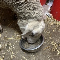 photo de livraison pour Refuge du Poil à la Plume