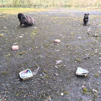 photo de livraison pour Association Chats Errants Val de Nièvre