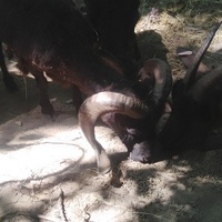 photo de livraison pour Ulyan