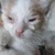 photo animal