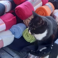 photo de livraison pour Les Pattounes de l'Espoir