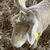 photo animal