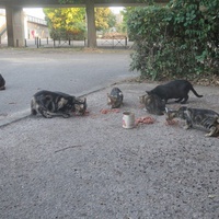 photo de livraison pour Chat Libre de l'Ile du Ramier