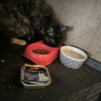 photo de livraison pour Association C.A.T.S. Chat Animal Terrien Solidarité