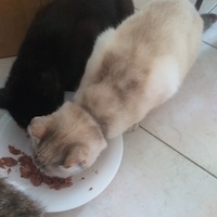 photo de livraison pour Au Chant des Chats