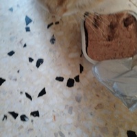 photo de livraison pour Chats Grains d'Amour