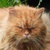 photo animal