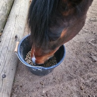 photo de livraison pour Chevaux Murmurent