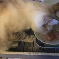 photo de livraison pour Félin Pour L’Hôte