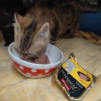 photo de livraison pour Les Chats de la Rue