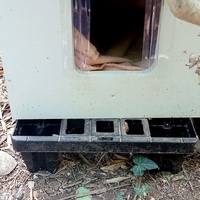 photo de livraison pour Les chats libres de Caro