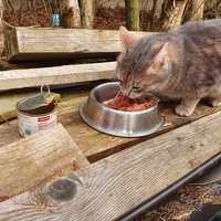 photo de livraison pour Chat Suffit a.sb.l.