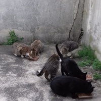 photo de livraison pour Les Psychadelics 