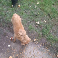 photo de livraison pour Ivana Nikolić