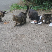 photo de livraison pour Chat Libre de l'Ile du Ramier