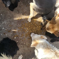 photo de livraison pour Nobody's Dog France