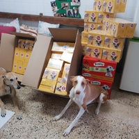 photo de livraison pour Galgos New Life
