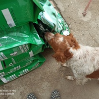 photo de livraison pour Lina's animal rescue