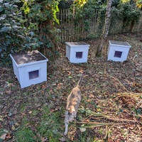 photo de livraison pour Adoption Féline Estuaire