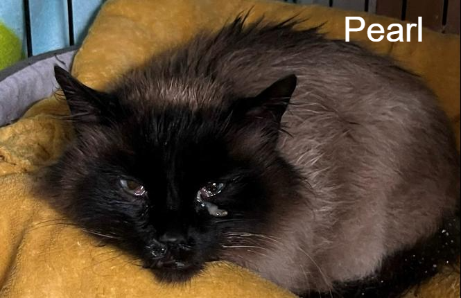 photo association