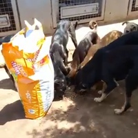 photo de livraison pour Comme Chiens et Chats Maroc