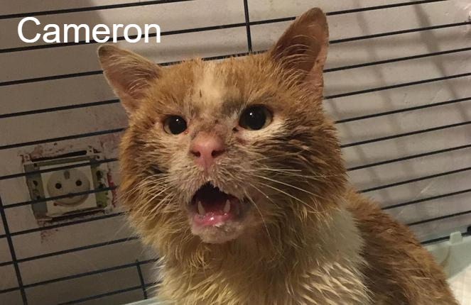 Cameron A Pas De Chats Animal Webaction Cameron A Pas De Chats Animal Webaction