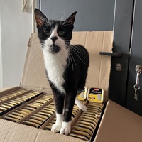 photo de livraison pour Association C.A.T.S. Chat Animal Terrien Solidarité