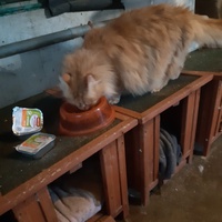 photo de livraison pour L'Arche des Amis à pattes