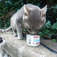 photo de livraison pour Au Rendez-vous des Animaux
