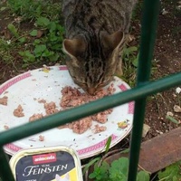 photo de livraison pour Les Chats-Pitresdelavi-Ste