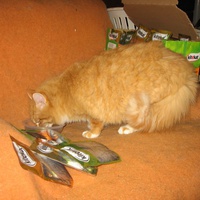 photo de livraison pour Jardin des Chats
