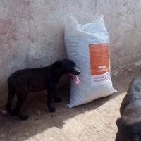 photo de livraison pour Association Mira Protection des Animaux et de l'Environnement