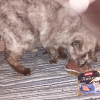 photo de livraison pour Cruzy Cat 34