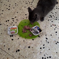 photo de livraison pour Chats Grains d'Amour