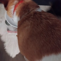 photo de livraison pour Chat Ami pour la Vie