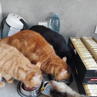 photo de livraison pour Chez Minou