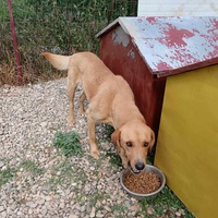 photo de livraison pour Civic Initiative Kane Korzo Skopje