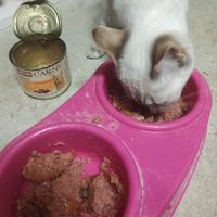 photo de livraison pour Les Chats Libres d'Estagel