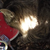 photo de livraison pour Les Chats-Pitresdelavi-Ste