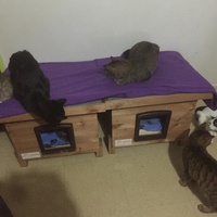 photo de livraison pour Pour l'Amour des Chats